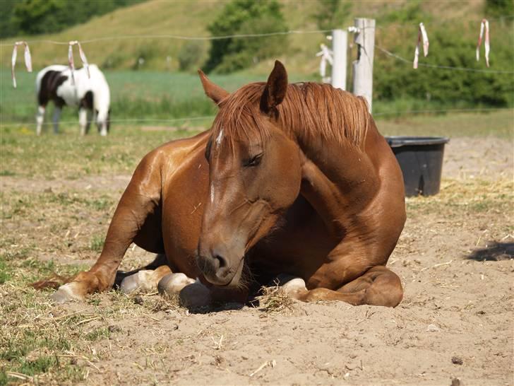 Anden særlig race Joy billede 14