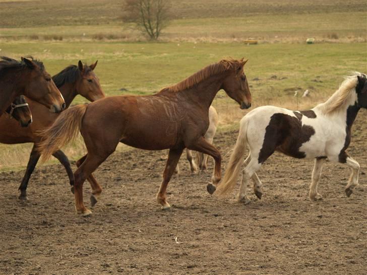 Anden særlig race Joy billede 17