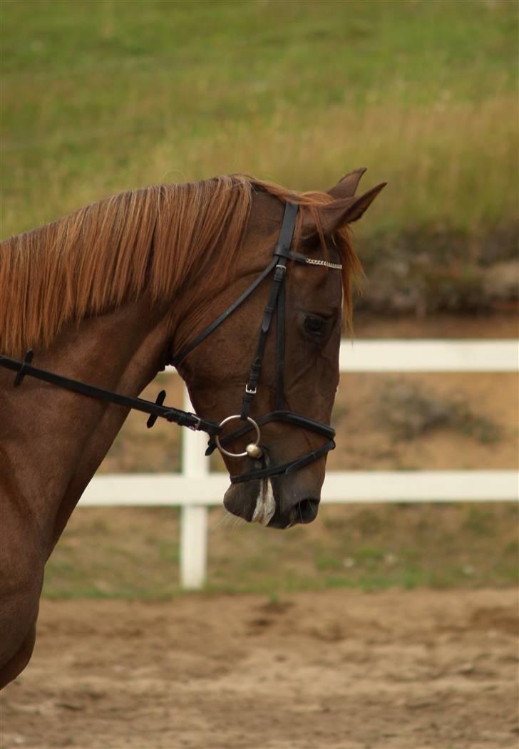 Anden særlig race Joy billede 19