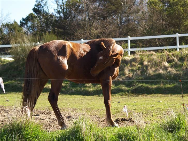 Anden særlig race Joy billede 20