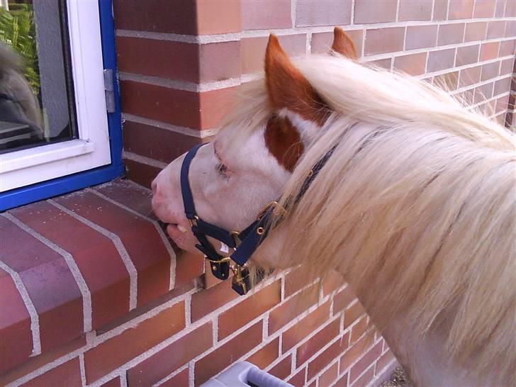 Anden særlig race Mickey Blue Eyes  - ;*   *foto:mig* billede 14