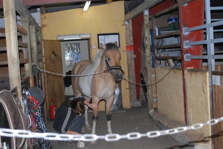 Anden særlig race Skarndalens Upsi *R.I.P* - så er vi færdig med alt det spring og så bliver det tid til staldhygge, selv om hun ikk ser for glad ud;) heh ej skal lige sige jeg lige havde vasket et sår og ad vand;) billede 8