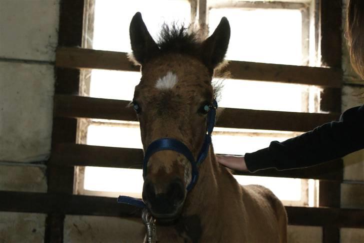 Islænder Hrókur fra Villa Thule billede 13