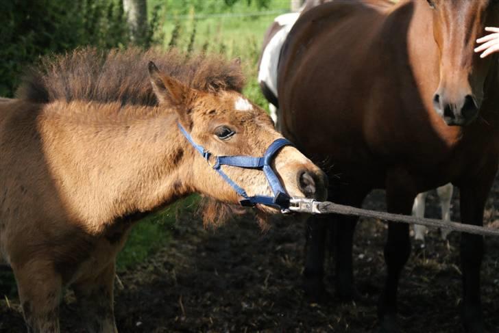 Islænder Hrókur fra Villa Thule billede 14
