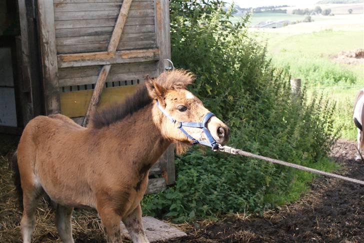 Islænder Hrókur fra Villa Thule billede 15