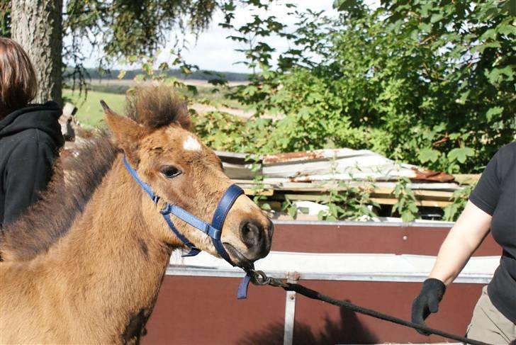 Islænder Hrókur fra Villa Thule billede 16