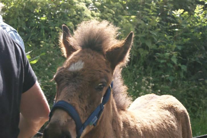 Islænder Hrókur fra Villa Thule billede 17