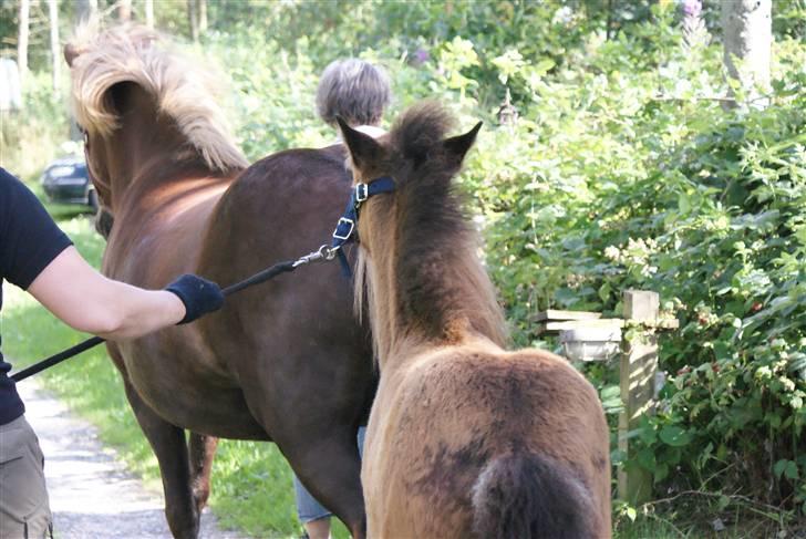 Islænder Hrókur fra Villa Thule billede 18