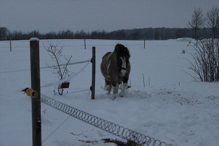 Anden særlig race Surprice - 16) NYT! billede 15