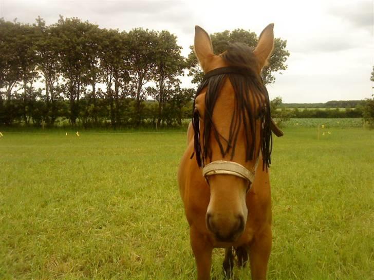 Dansk Varmblod Starlight     *solgt* - Der er mange fluer! :) billede 1