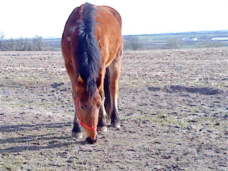 Dansk Varmblod Starlight     *solgt* - et lidt gammelt billede fra i vinters billede 2