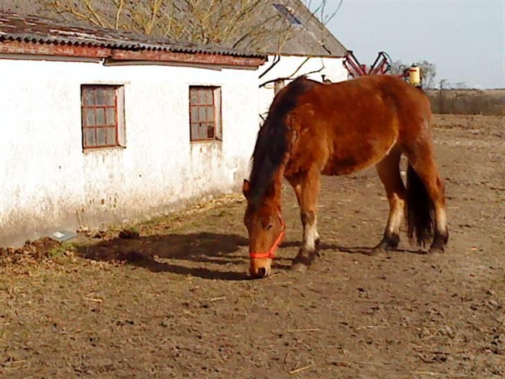 Dansk Varmblod Starlight     *solgt* - ? billede 3