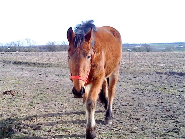 Dansk Varmblod Starlight     *solgt* billede 4