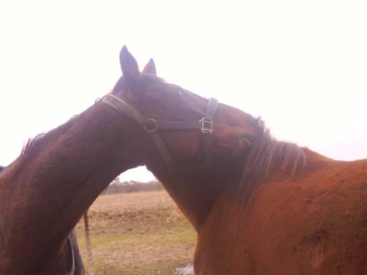 Dansk Varmblod Starlight     *solgt* billede 5