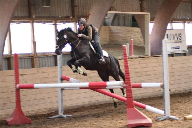 Anden særlig race Oberst R.I.P  - En bred oxser. :) billede 7