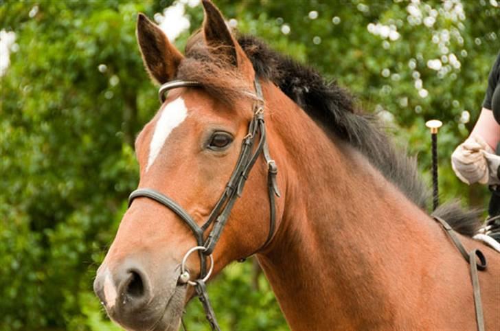 Belgisk varmblod Thibau billede 7