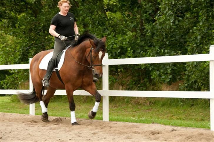 Belgisk varmblod Thibau billede 8