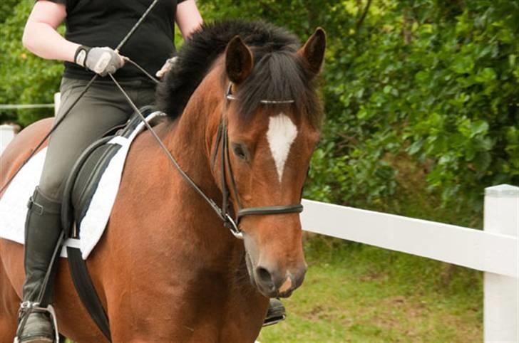 Belgisk varmblod Thibau billede 9