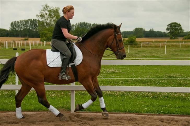 Belgisk varmblod Thibau billede 10