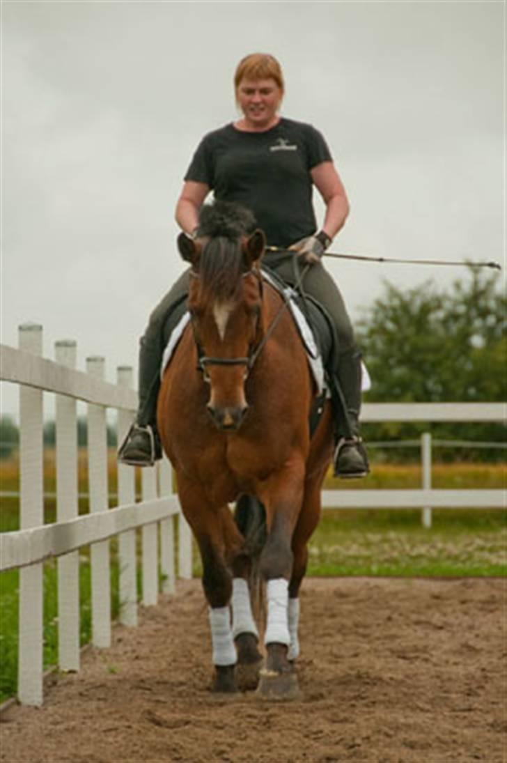 Belgisk varmblod Thibau billede 11