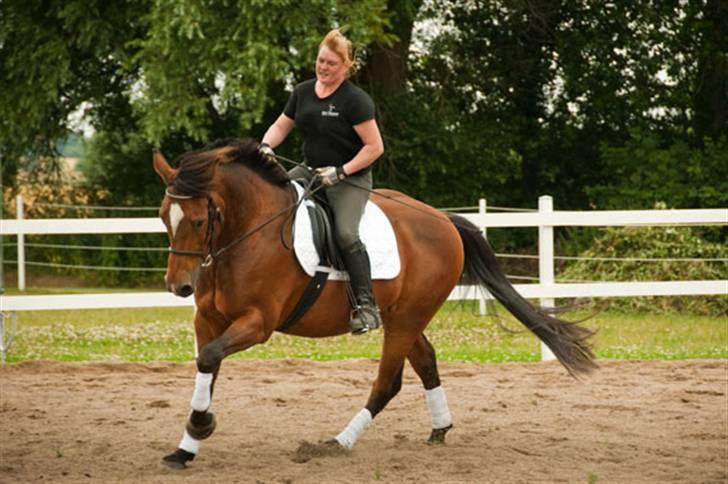 Belgisk varmblod Thibau billede 12