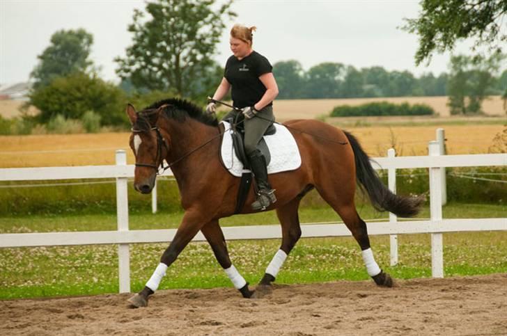 Belgisk varmblod Thibau billede 13