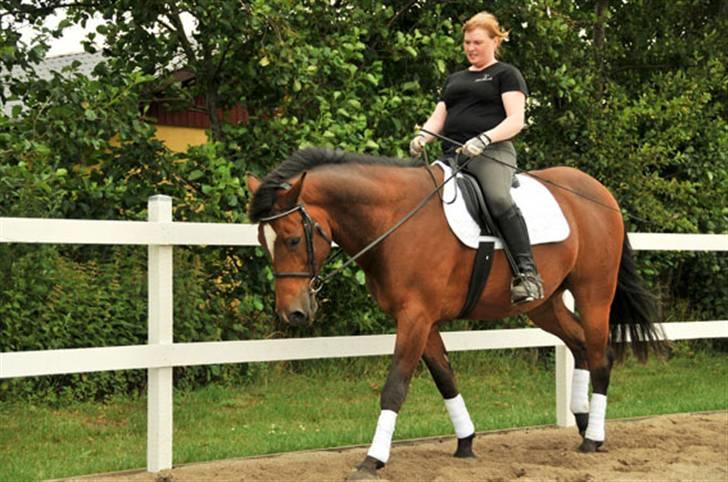 Belgisk varmblod Thibau billede 14