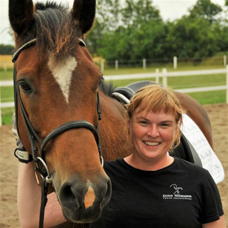 Belgisk varmblod Thibau billede 15