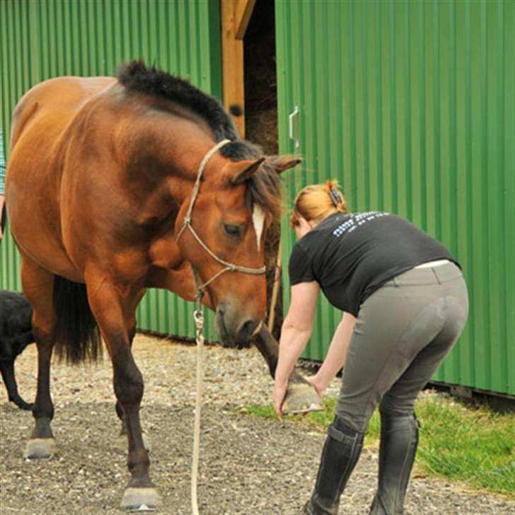 Belgisk varmblod Thibau billede 16