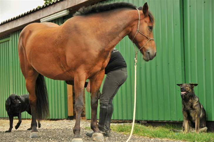 Belgisk varmblod Thibau billede 17