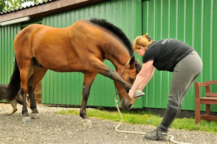 Belgisk varmblod Thibau billede 18