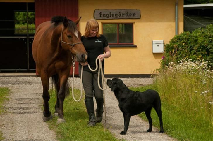 Belgisk varmblod Thibau billede 19