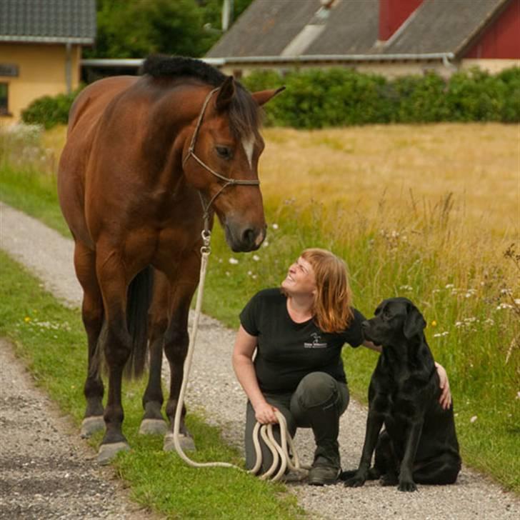 Belgisk varmblod Thibau billede 20