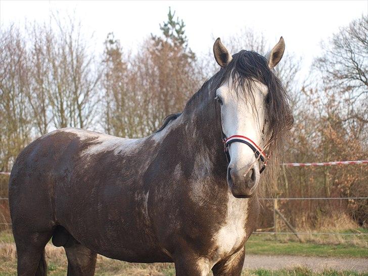 Lusitano Bizarro Da Cerca *bisse* - Har fået mig en flot brun hest. : ) billede 6