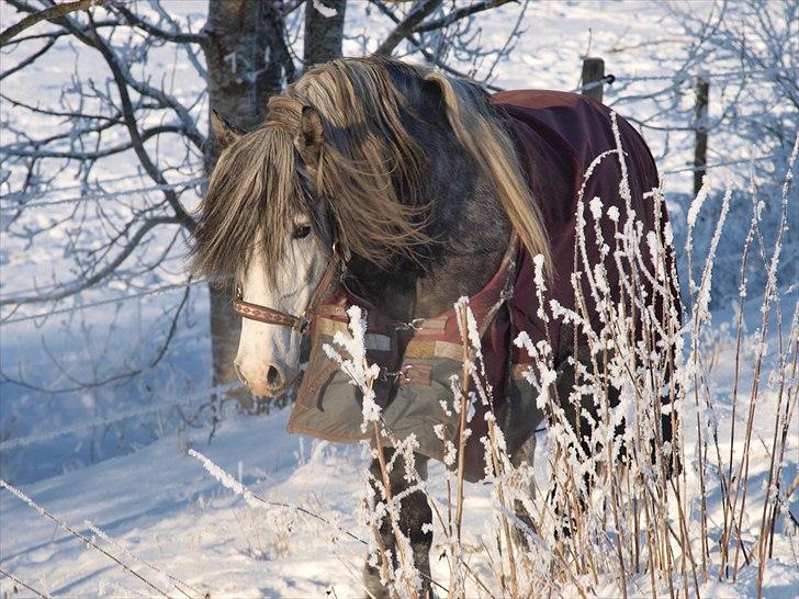 Lusitano Alcaçovas *barbie* billede 14