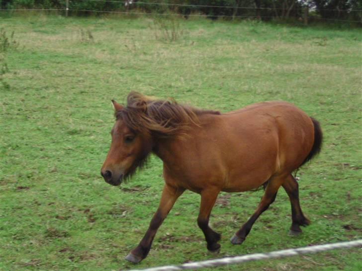 Miniature Mitzi<33  | | Solgt | | - En lille løbe tur(; billede 9