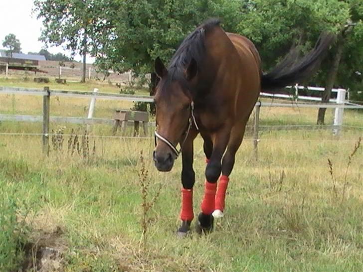 Dansk Varmblod Brogårdens Mirace billede 17