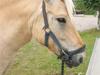 Anden særlig race tundhild (: . R.I.P :-( 