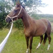 Palomino Coco Chanel {solgt}