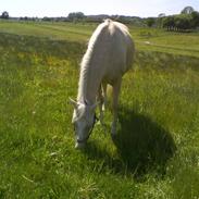 Palomino *CyranoDeBergerac*Sille 