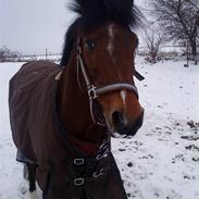 New Forest Mister Blue