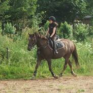 New Forest Jasper