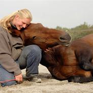 Dansk Varmblod Cille