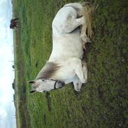 Anden særlig race Chanell (Låne hest)