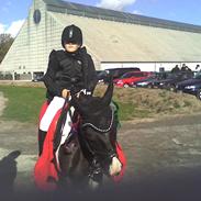 Anden særlig race Domino  (SOLGT)