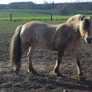 Fjordhest Miss Petricia