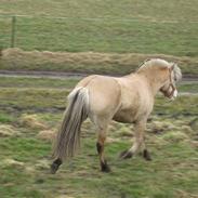 Fjordhest Miss Petricia