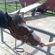 Anden særlig race | Komet <3