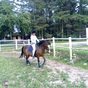 Anden særlig race | Komet <3