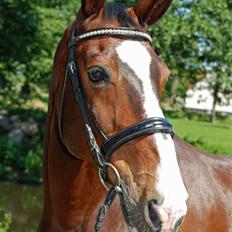 Anden særlig race Little Jumper / Guffi